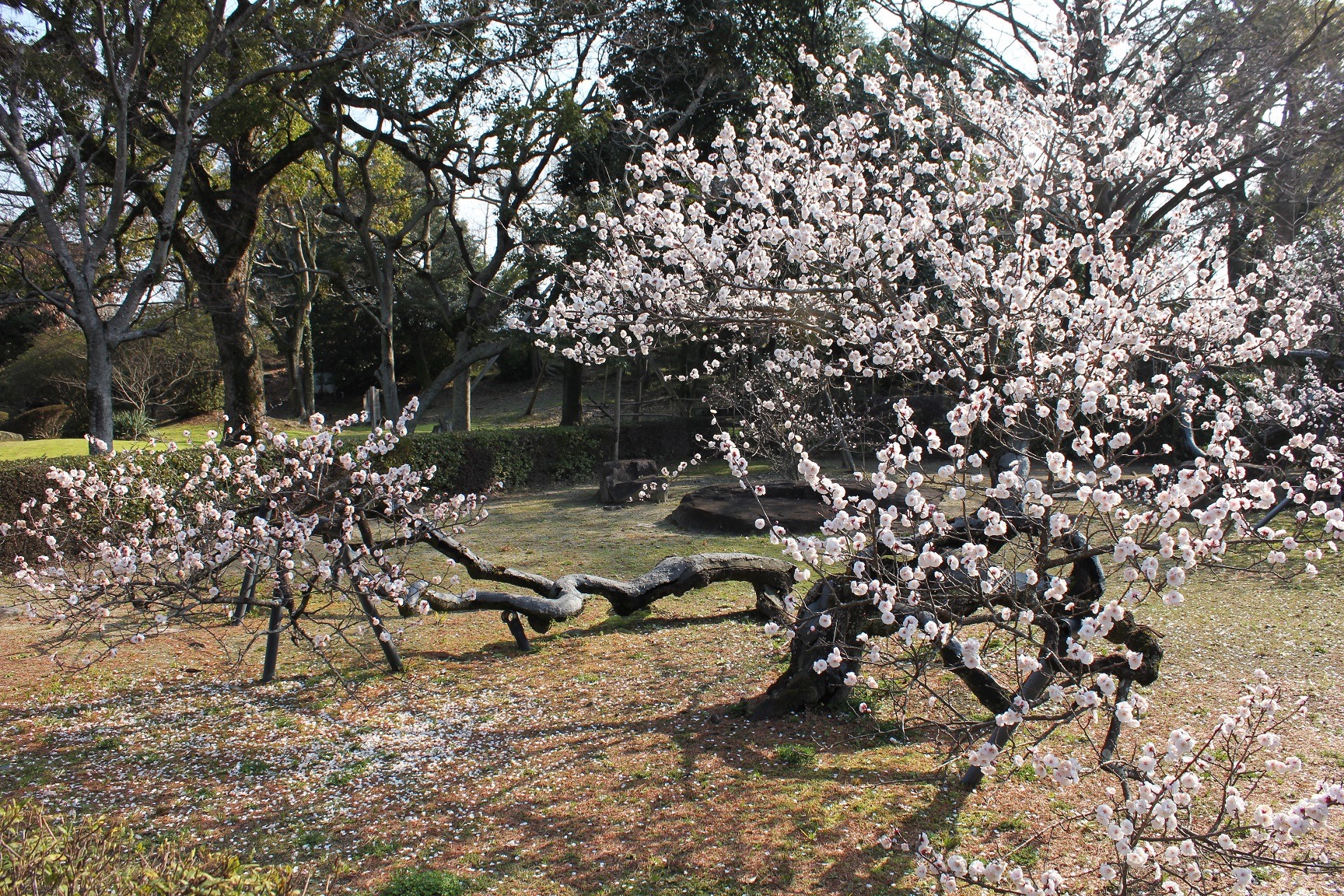 毎年2月頃に花を咲かせる臥龍梅。細川三斎の手植えと伝えられる。