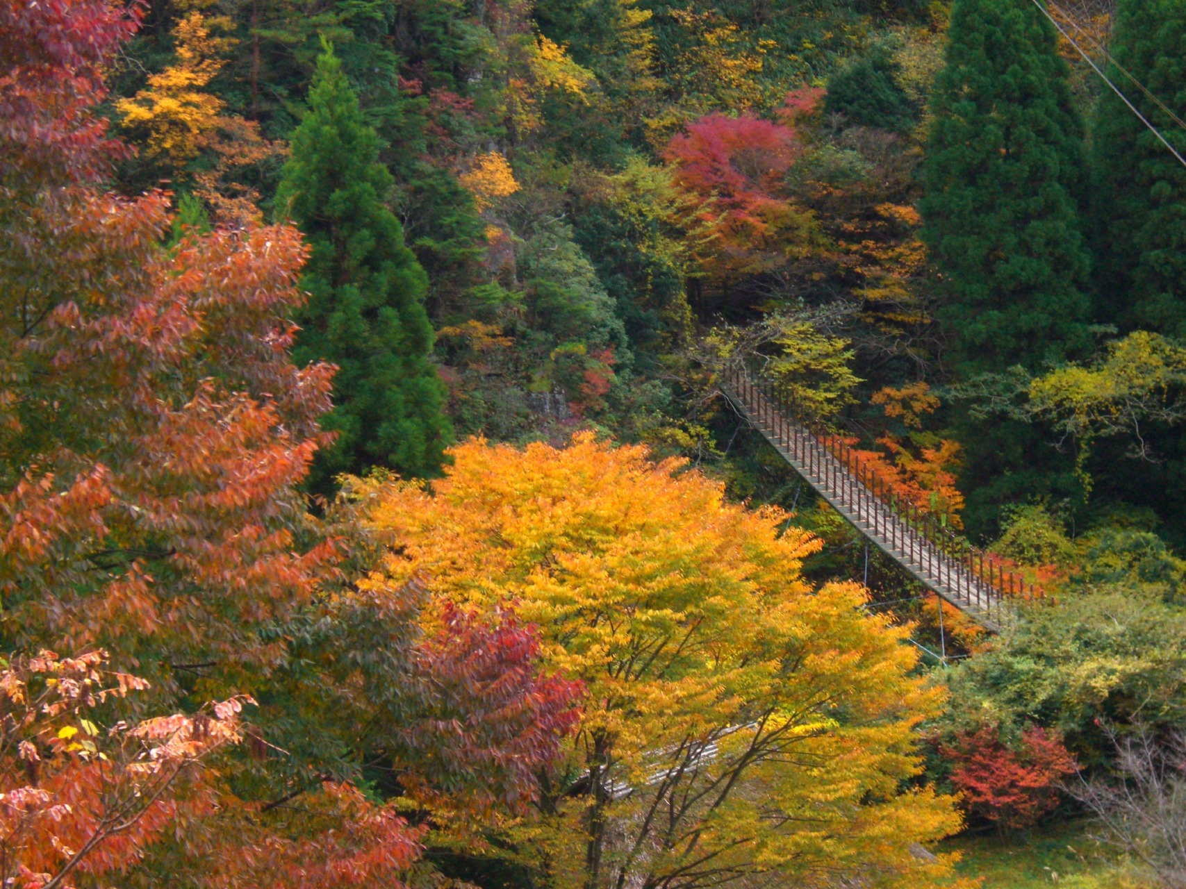 五家荘　樅木　吊橋