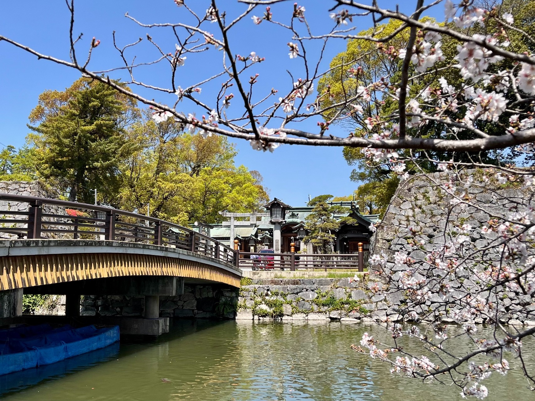 八代城跡 桜