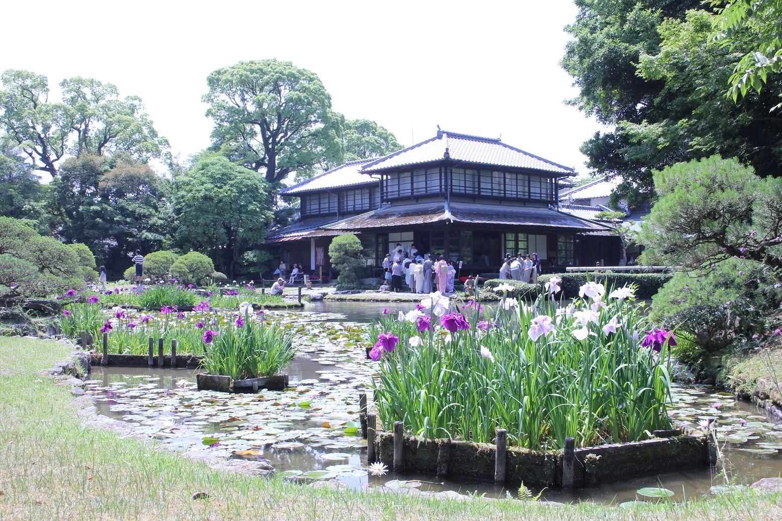 毎年6月第1日曜日に開催される花菖蒲の茶会（古流春季大会）