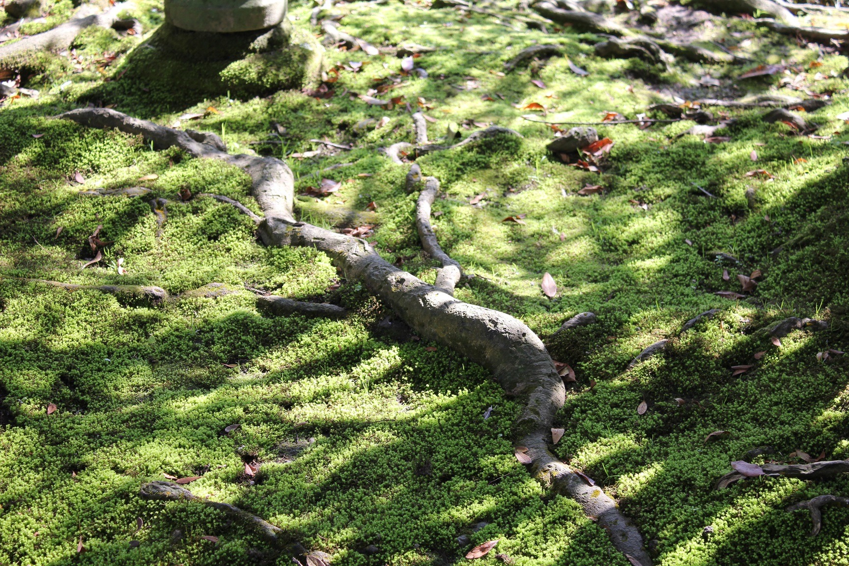 松浜軒　庭内の苔が美しい