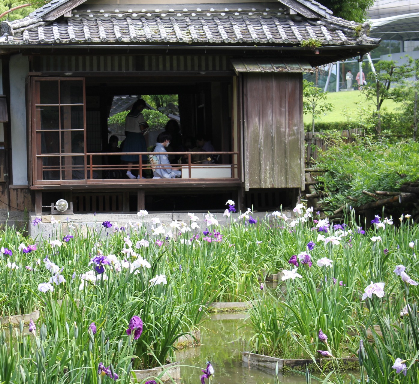 毎年6月第1日曜日に開催される花菖蒲の茶会（古流春季大会）